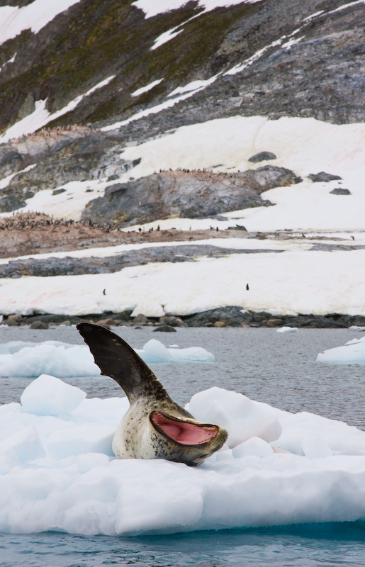 Leopard Seal On Iceberg